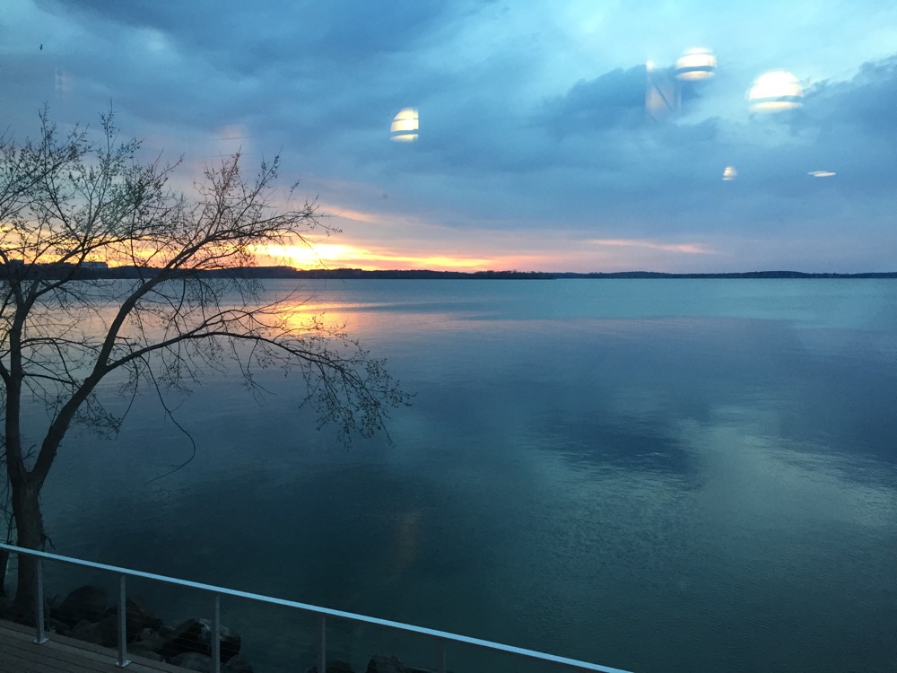 a tree next to a body of water