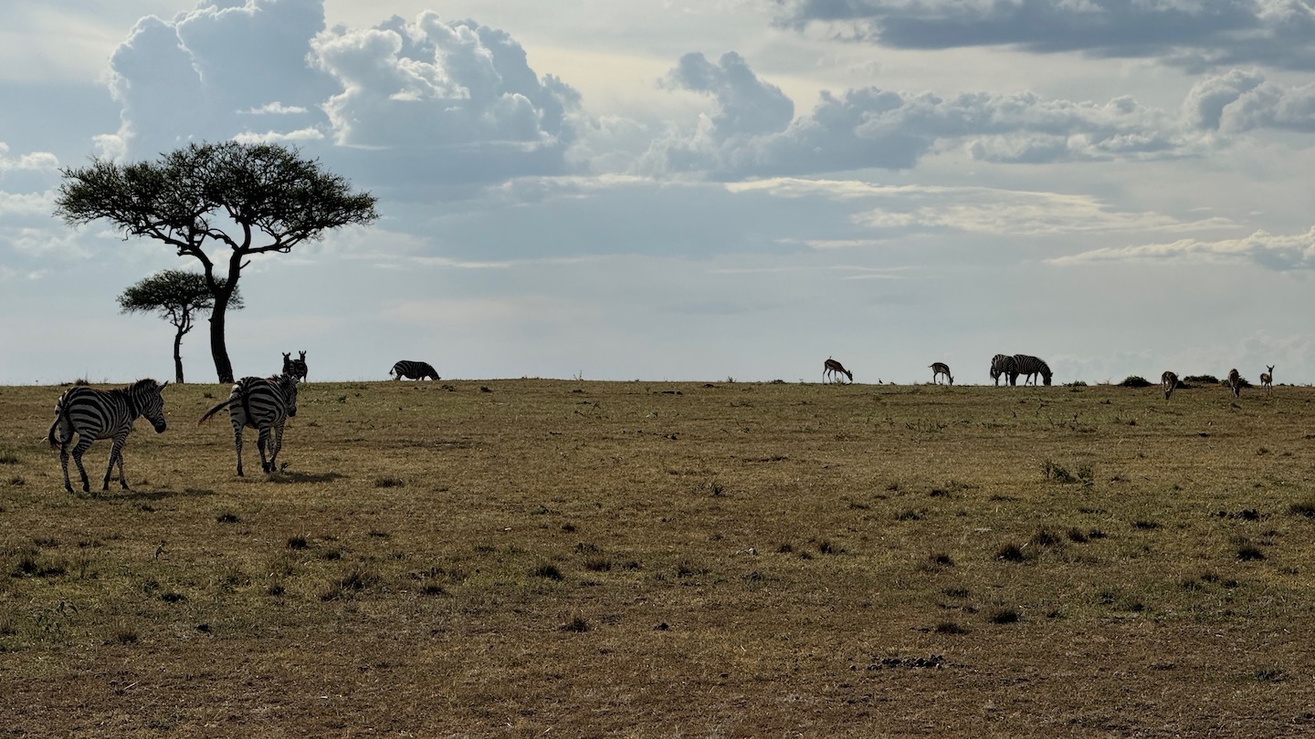 a group of zebras and zebras in a field