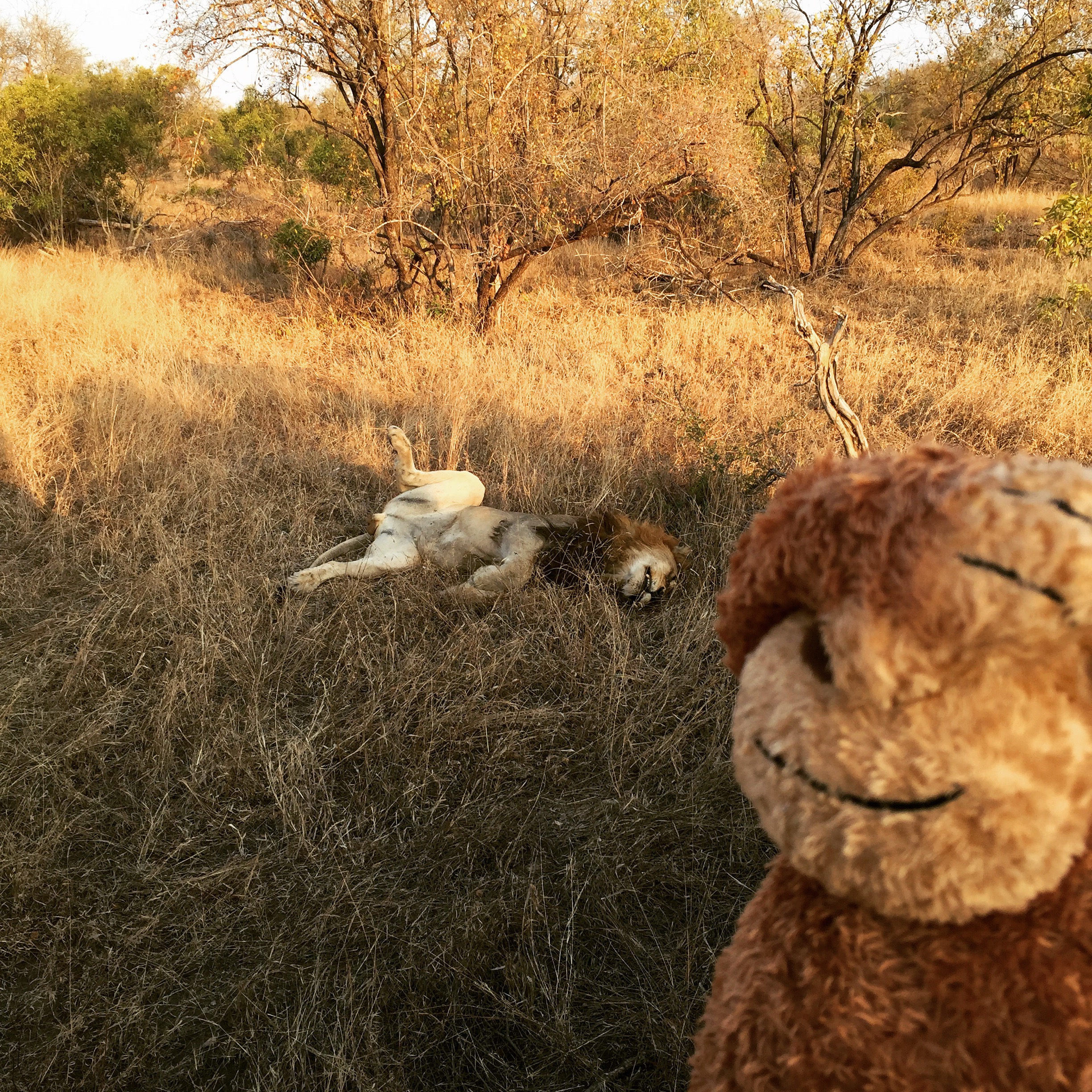 a stuffed toy lying on grass with a dog