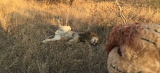 a stuffed monkey and a lion lying in the grass