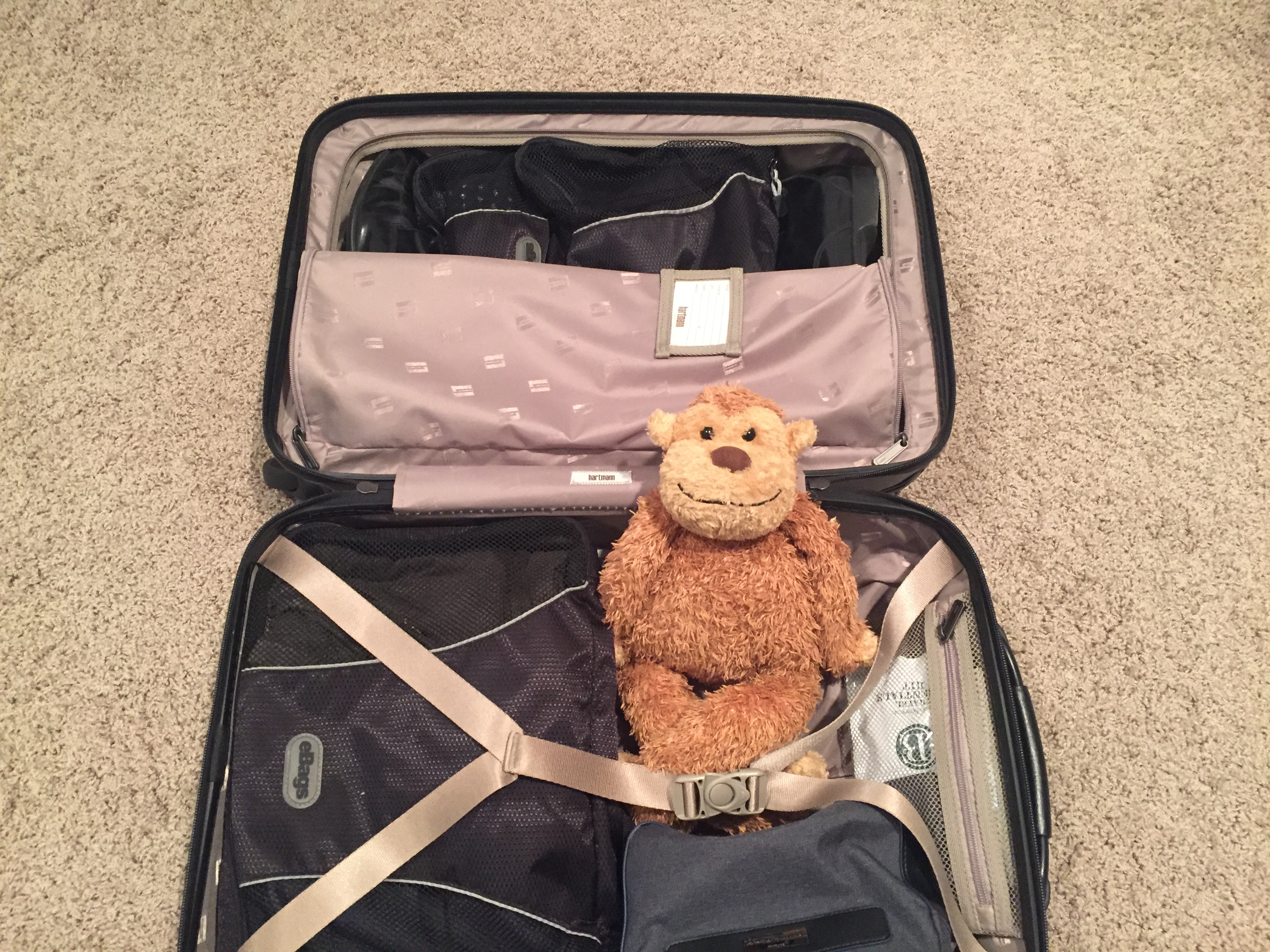 a stuffed bear in a suitcase