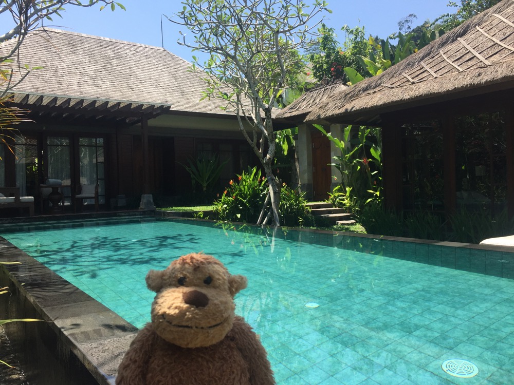 a stuffed monkey in front of a pool