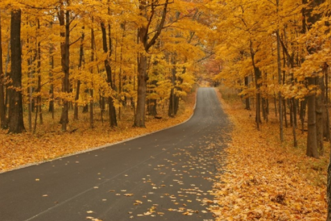 a road with yellow leaves on the trees