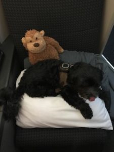 a dog lying on a pillow next to a stuffed monkey